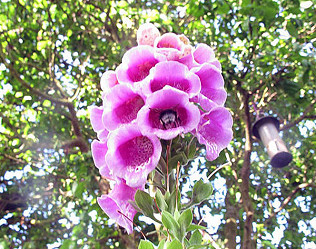 June flowers, bees, butterflies and an exotic visitor