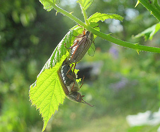 In flagrante, bumbles and Mary's Spring Weeds workshop
