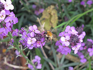 World Bee Day and population explosion