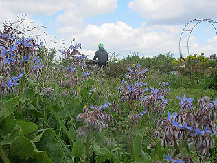 Honeybees at the water tank