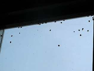 Butterflies, bee post residencies and dead hedgehog