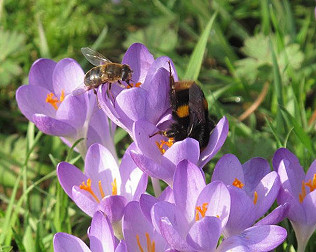 Queen bumble and mistle thrushes