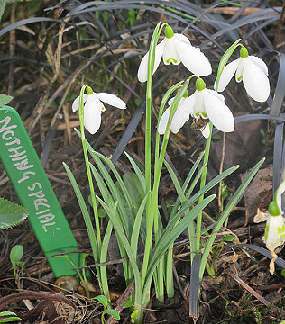 Snowdrop Mania!  And bees