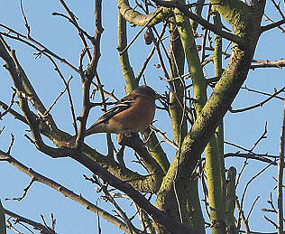 Happy, peaceful and fruitful 2019!