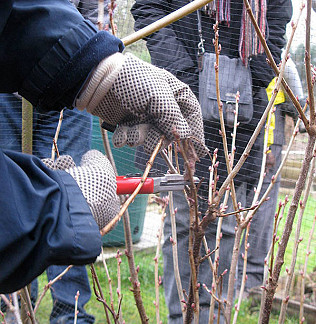 Fruit Pruning Workshop