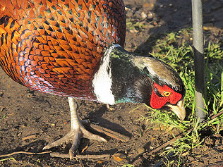 Six starlings, five jackdaws and a pheasant in a manure heap...!