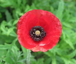 The Poppy Red, autumn harvest and apples