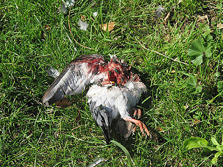 Halloween Horror!  Last rose of summer, wood wasping and frogs..