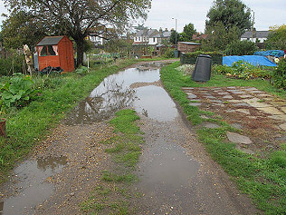 Wet and warm, bees and ivy
