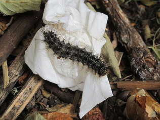 Jersey Tigers and froglets