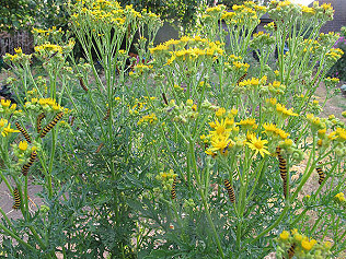 Ragwort, cinnabar moths and bee boxes