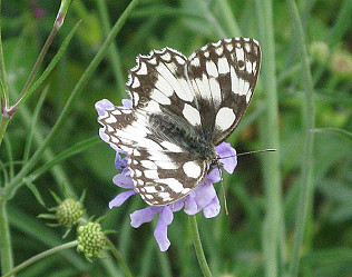 Drought conditions, marbled white and red kite