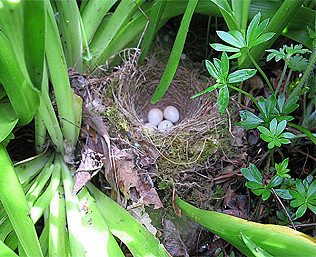 Bluebell nest, whitethroat, damselflies and baggy trouser crows!