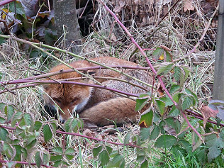 Sad fox news, snowdrop 'Nothing Special'