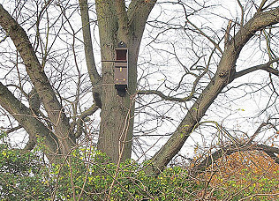 Owl boxes, fox holes and relocation relocation!