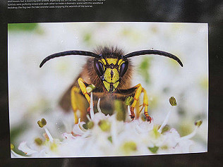 Wisley photos, nest box, physalis, spuds and fox