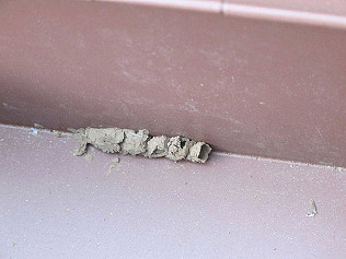 Seedbox mystery, buff tip moth caterpillars, fungi and grasshoppers