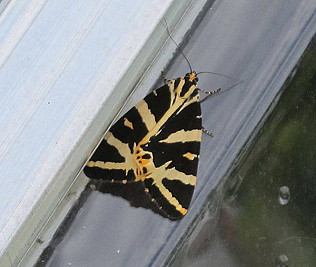 Jersey Tiger and other 'not the usual suspects' sightings!
