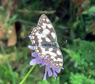 Marbled whites, cinnabars, buddleja, front bed and Slinky Malinky!