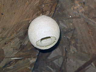 Wisping wasps, bug hotels and Marksus Spenceris cherry!
