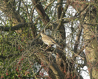 Winter birds and old friends