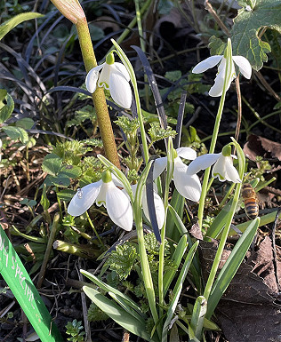 Honeybees on the snowdrops