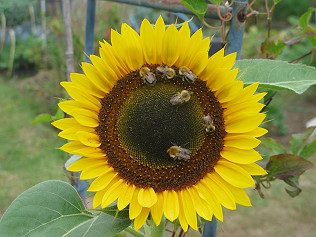 Biodiversity Week NAS