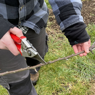 Winter Fruit Pruning Workshop 4th February 2023