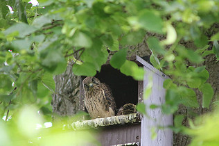 Kestel fledglings four