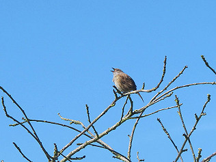 Birds, Bees and Butterflies!