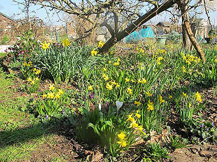Reed buntings, frogspawn, bees and flowers
