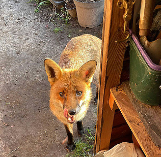 World Wildlife Day, March, green manure and spring